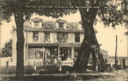 The Four Legged Tree - Planted in 1830 Postcard