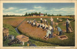 Harvesting Vine Ripened Cape Cod Cranberries Massachusetts Postcard Postcard Postcard