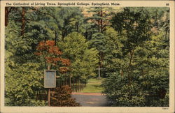 Springfield College - The Cathedral of Living Trees Postcard