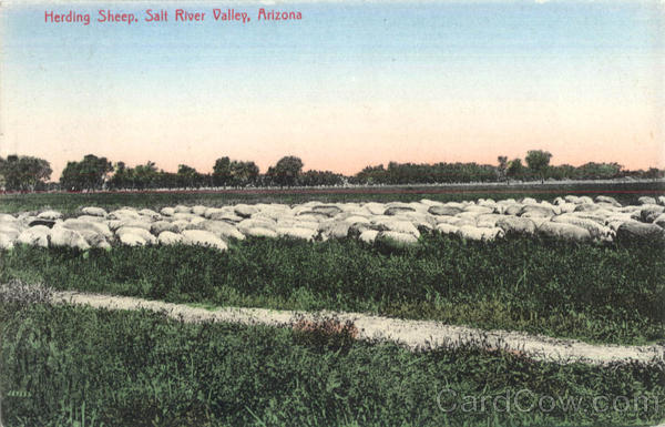 Herding Sheep Salt River Valley Arizona