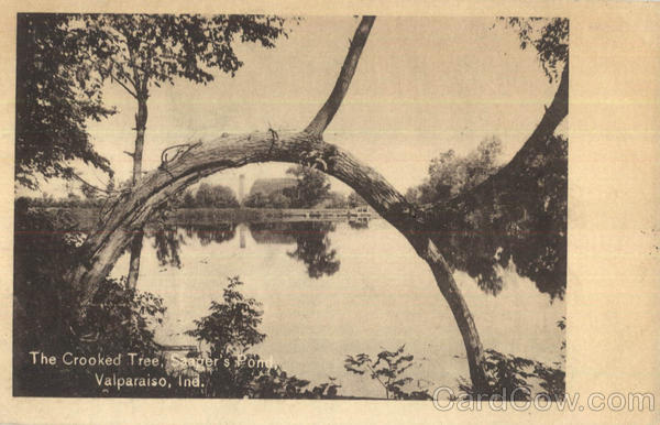 The Crooked Tree, Saager's Pond Valparaiso Indiana