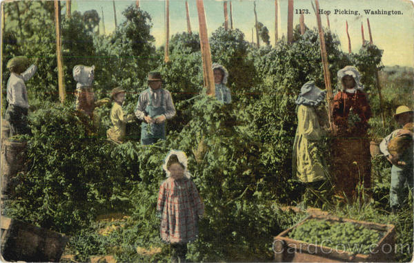 Hop Picking Scenic Washington