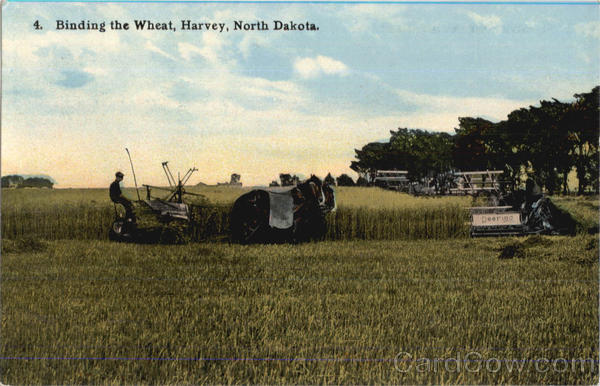 Binding The Wheat Harvey North Dakota