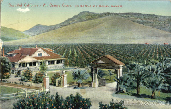 Beautiful California An Orange Grove Scenic