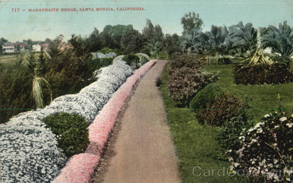 Marguerite Hedge Santa Monica California