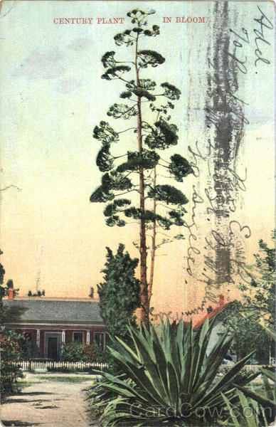 Century Plant In Bloom. Flowers