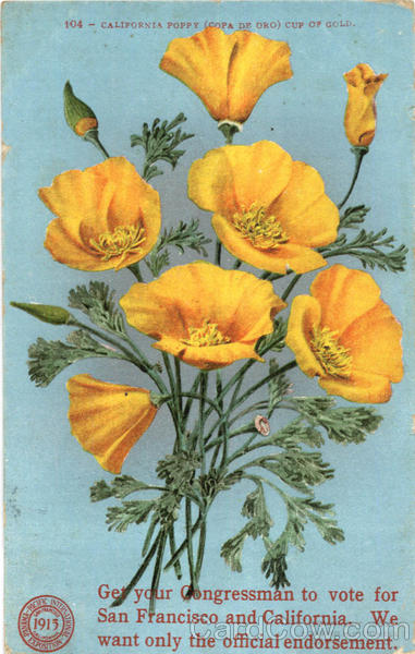 California Poppy (Copa De Oro) Cup Of Gold Flowers