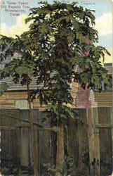 A Three Years Old Papaya Tree Brownsville, TX Postcard Postcard