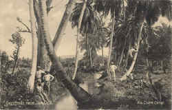 Greetings From Jamaica Rio Cobre Canal Postcard