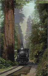 Big Tree Station Santa Cruz, CA Postcard Postcard