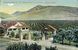 Beautiful California An Orange Grove Postcard
