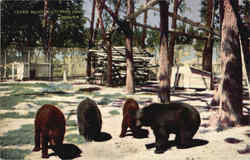 Bears In City Park Zoo Postcard