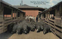 Hog Pens Union Stock Yards South Omaha, NE Postcard Postcard