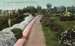 Marguerite Hedge Santa Monica, CA Postcard Postcard