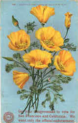 California Poppy (Copa De Oro) Cup Of Gold Flowers Postcard Postcard