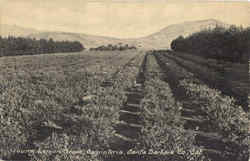 Young Lemon Grove Carpinteria, CA Postcard Postcard