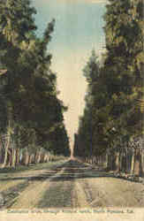 Eucalyptus Drive North Pomona, CA Postcard Postcard