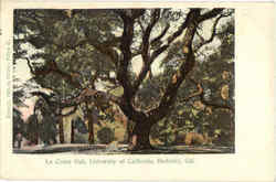 Le Conte Oak Berkeley, CA Postcard Postcard