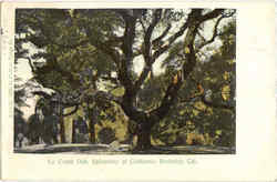 Le Conte Oak Berkeley, CA Postcard Postcard