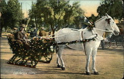 California Cutter Decorated in Roses Postcard
