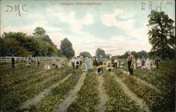 Picking Strawberries Picking Strawberries