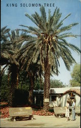 King Solomon Tree Postcard