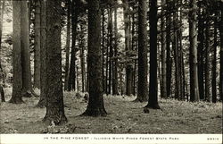 Illinois White Pines Forest State Park, In The Pine Forest Illinois White Pines Forest State Park, In The Pine Forest