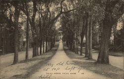 Tree Lined View of Calais Avenue Postcard