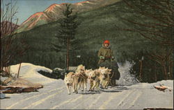 Eskimo Sled Dogs Postcard