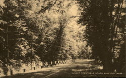 Tree Lines Sunset Trail Postcard