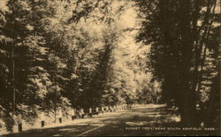 Tree Lines Sunset Trail Ashfield, MA Postcard Postcard Postcard