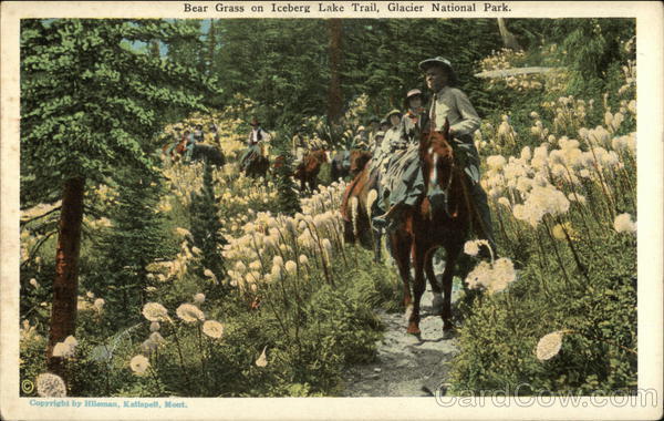 Bear Grass on Iceberg Lake Trail Glacier National Park Montana