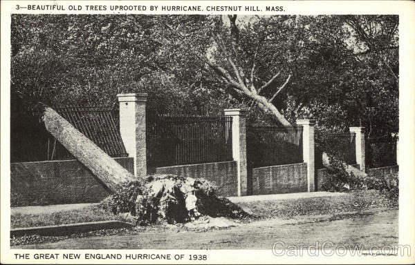 Trees Uprooted - Great New England Hurricane 1938 Chestnut Hill Massachusetts