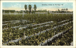 Growing Celery in Florida Vegetables Postcard Postcard Postcard