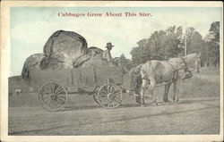 Cabbages Grow About This Size Postcard