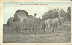 Cabbages Grow About This Size Exaggeration Postcard Postcard Postcard