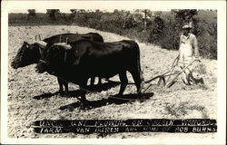 Uncle Uni Plowing on Cousin Wofford's Farm Van Buren, AR Postcard Postcard Postcard