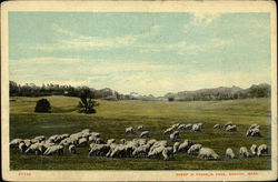 Sheep in Franklin Park Postcard