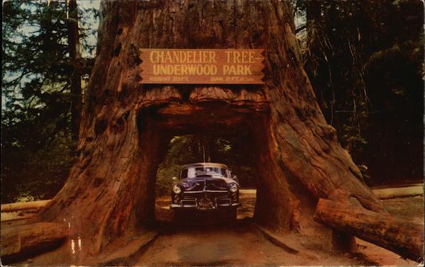 Candelier Drive-Thru Tree Underwood Park California