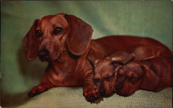 Dachshund with 2 Puppies Dachshunds