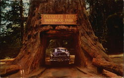 Candelier Drive-Thru Tree Underwood Park, CA Postcard Postcard Postcard