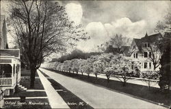 Oxford Street, Magnolias in Bloom Rochester, NY Postcard Postcard Postcard