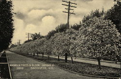 Magnolia Trees in Bloom on Oxford Street Rochester, NY Postcard Postcard Postcard