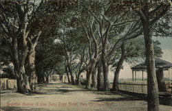 Beautiful Avenue of Live Oaks, Front Street Postcard