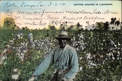 Cotton Picking Postcard