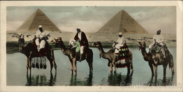 Camels and the Pyramids Cairo Egypt Africa