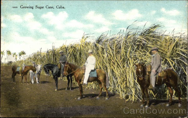 Growing Sugar Cane, Cuba