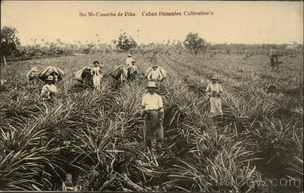 Pineapple Cultivation Cuba