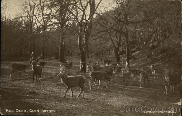 Red Deer Glen Artney Scotland