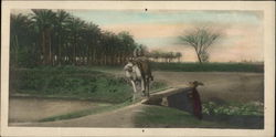 Camel Traversing the Road of Memphis Postcard